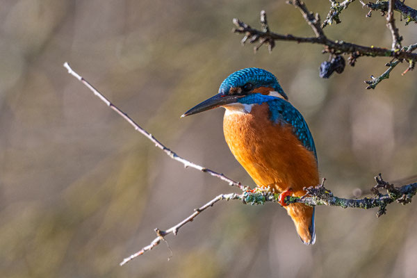 Eisvogel