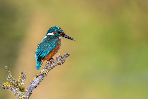 Eisvogel