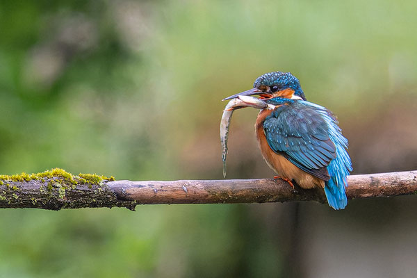 Eisvogel