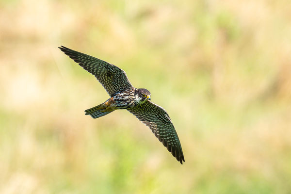 Baumfalke