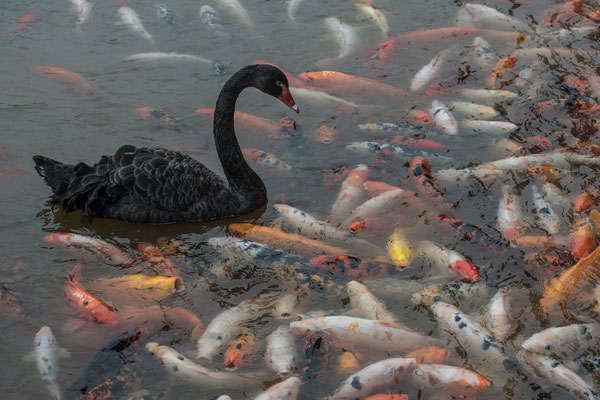 Chengdu, Schwan im Karpfenteich