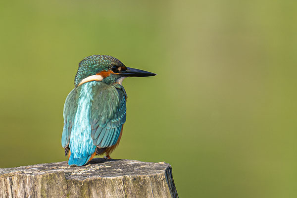 Eisvogel