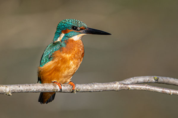 Eisvogel