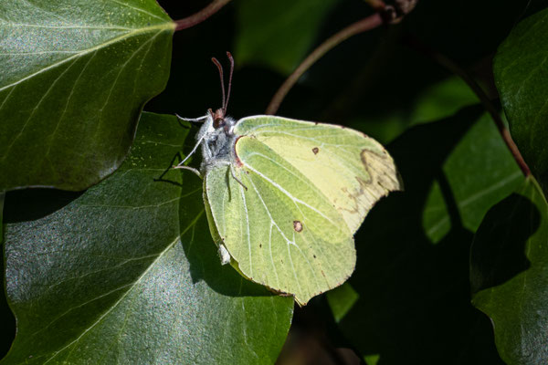 Zitronenfalter
