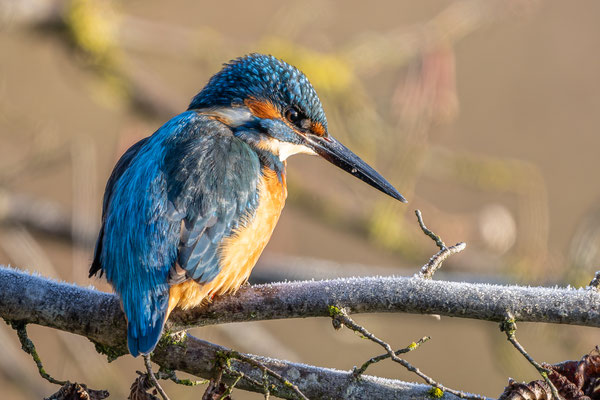 Eisvogel