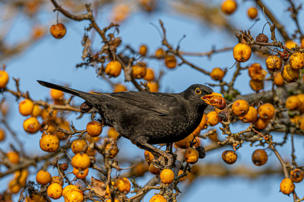 Amsel