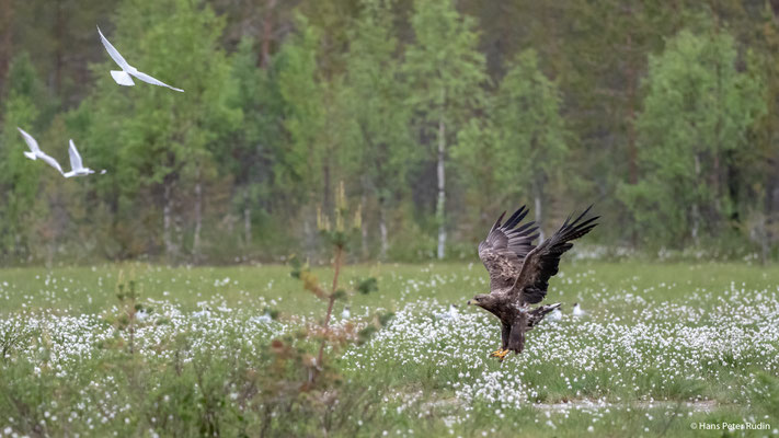 Seeadler