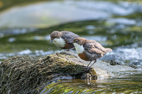 Wasseramselpaar