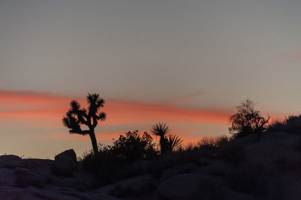 Joshua Tree NP