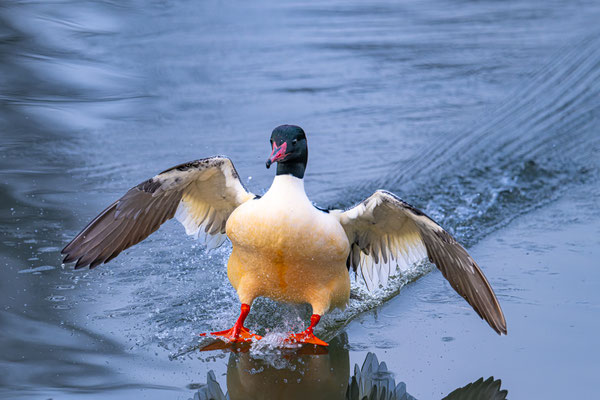 Gänsesäger