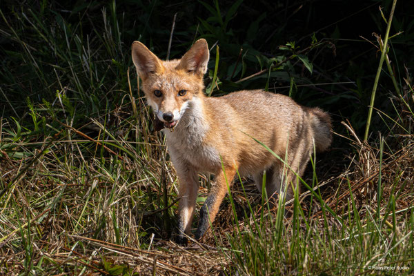 Fuchs