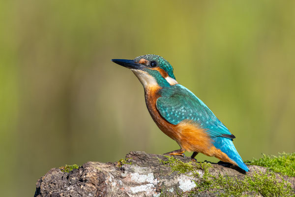 Eisvogel
