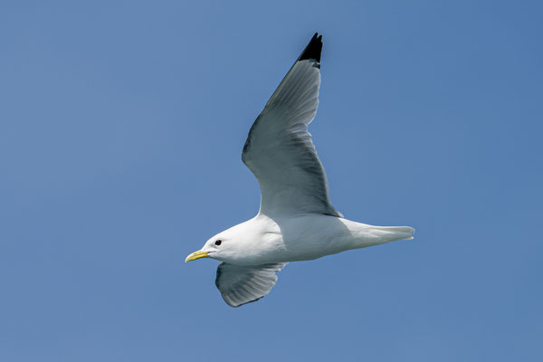 Dreizehenmöwe 