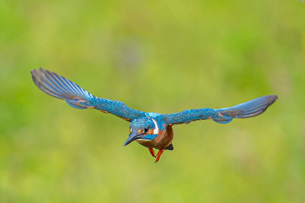 Eisvogel