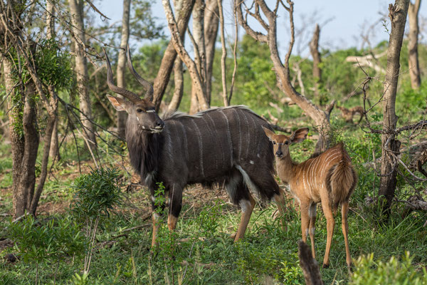 Nyala