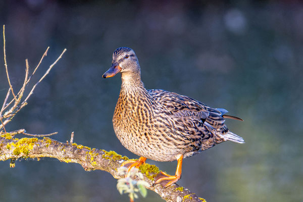 Stockente