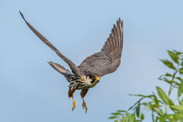 Baumfalke