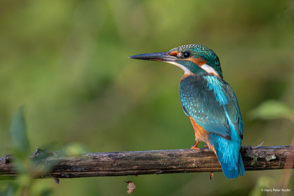 Eisvogel