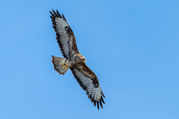 Mäusebussard