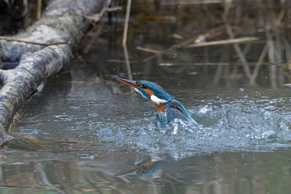 Eisvogel, Weibchen