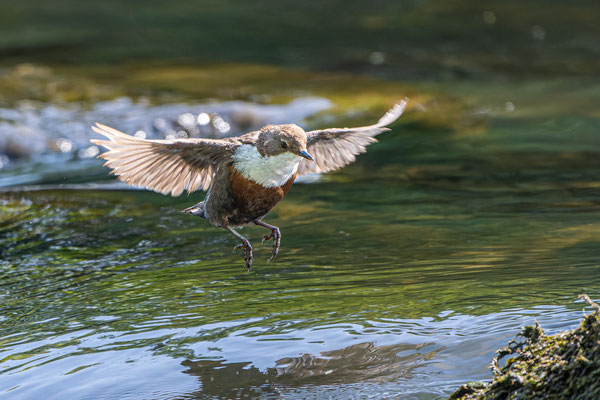 Wasseramsel