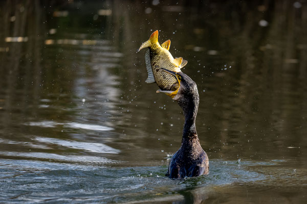 Kormoran und Karpfen