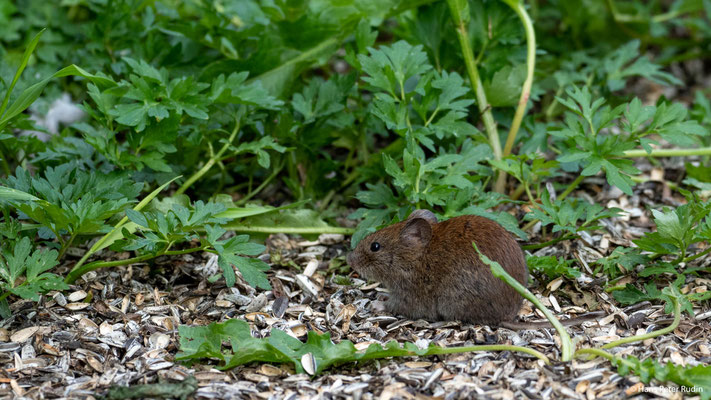 Maus