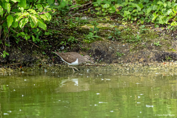 Flussuferläufer