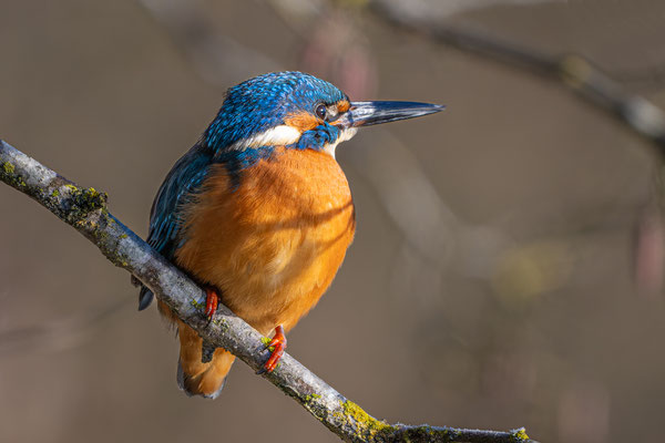 Eisvogel