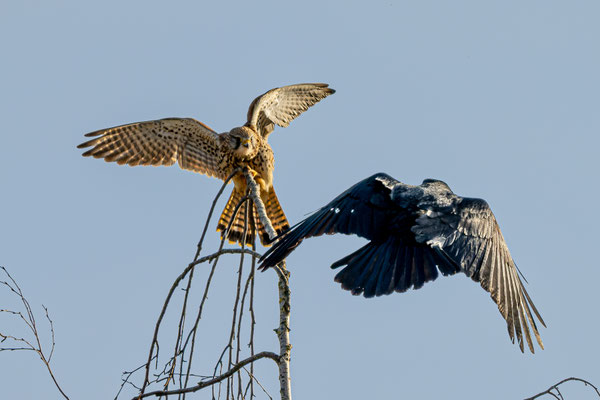 Turmfalke