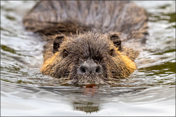 Nutria