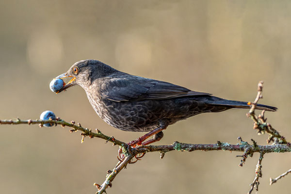 Amsel