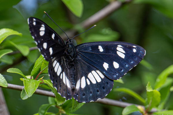 Blauschwarzer Eisvogel (Schmetterling)