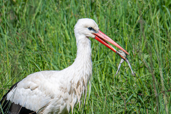 Weissstorch