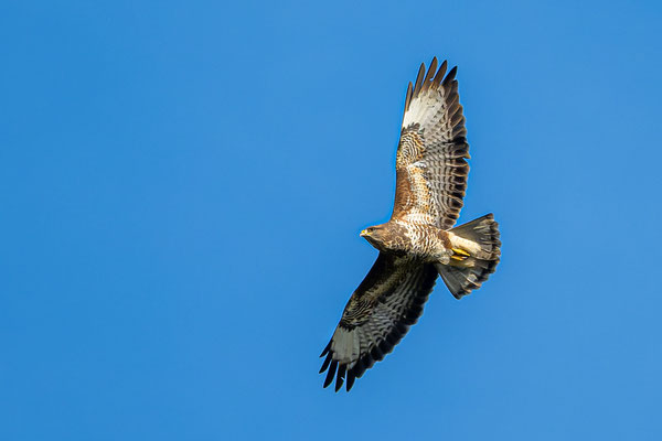 Mäusebussard