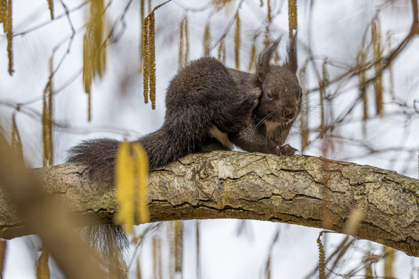 Eichhörnchen
