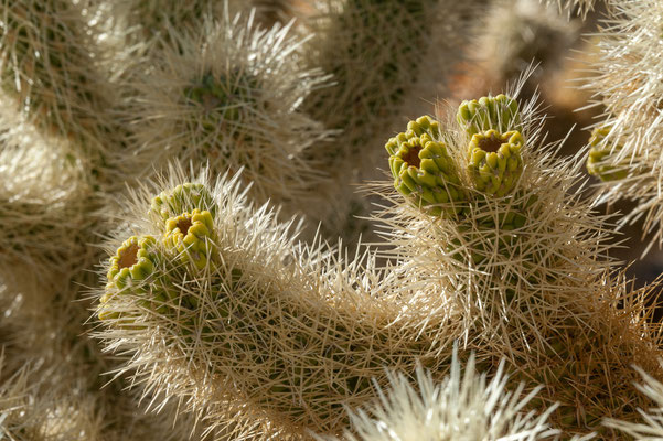 Joshua Tree NP