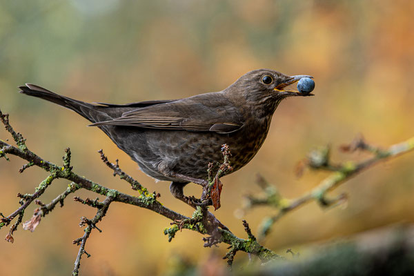 Amsel