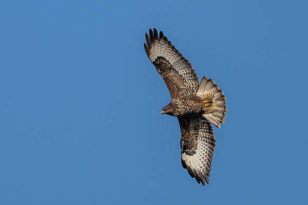 Mäusebussard