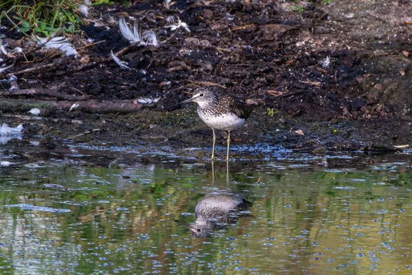Waldwasserläufer