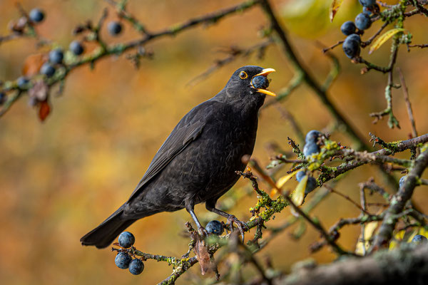 Amsel