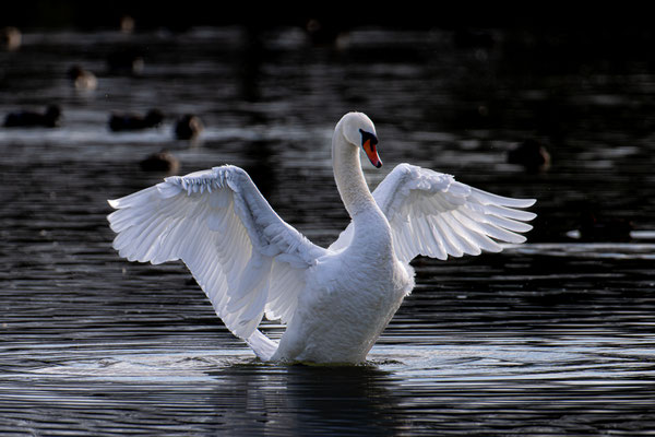 Höckerschwan