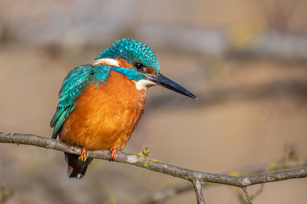 Eisvogel