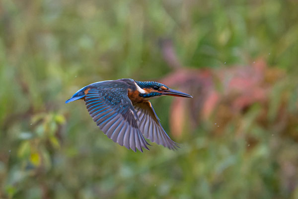 Eisvogel