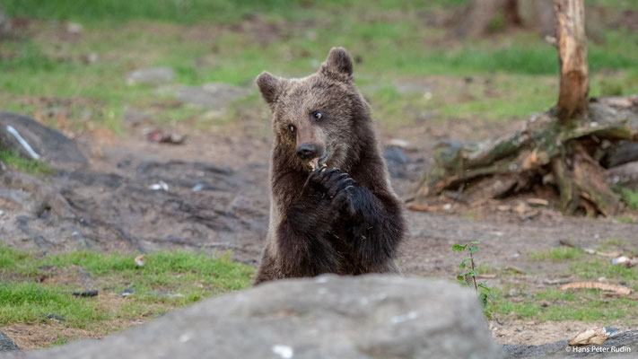 Braunbär