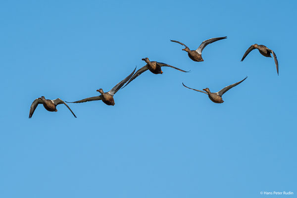 Löffelenten im Flug