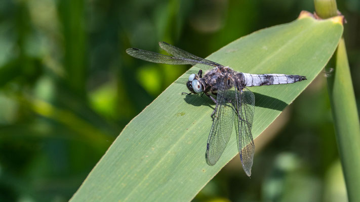 Libelle