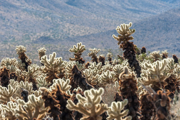 Joshua Tree NP