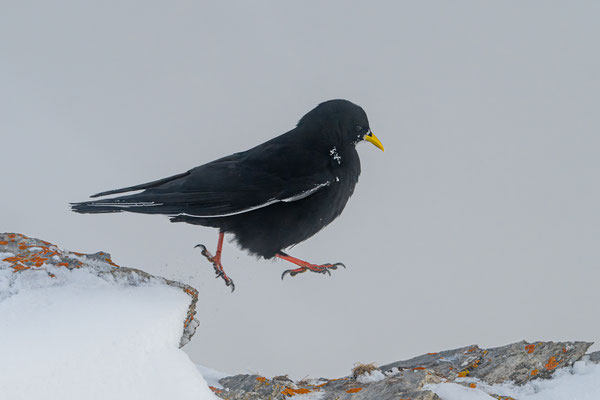 Alpendohle