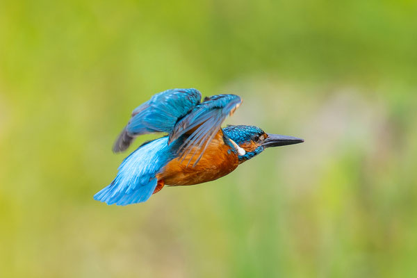 Eisvogel
